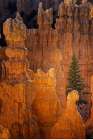 Ponderosa pine and hoodoos Bryce Canyon National Park, Utah. Art Print